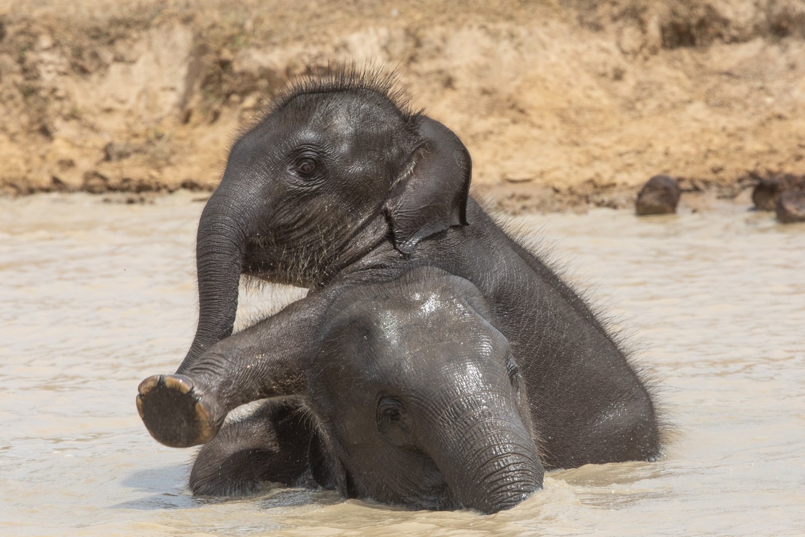 wildlife photography safari Elephants playing 9 Sri Lanka Inger Vandyke